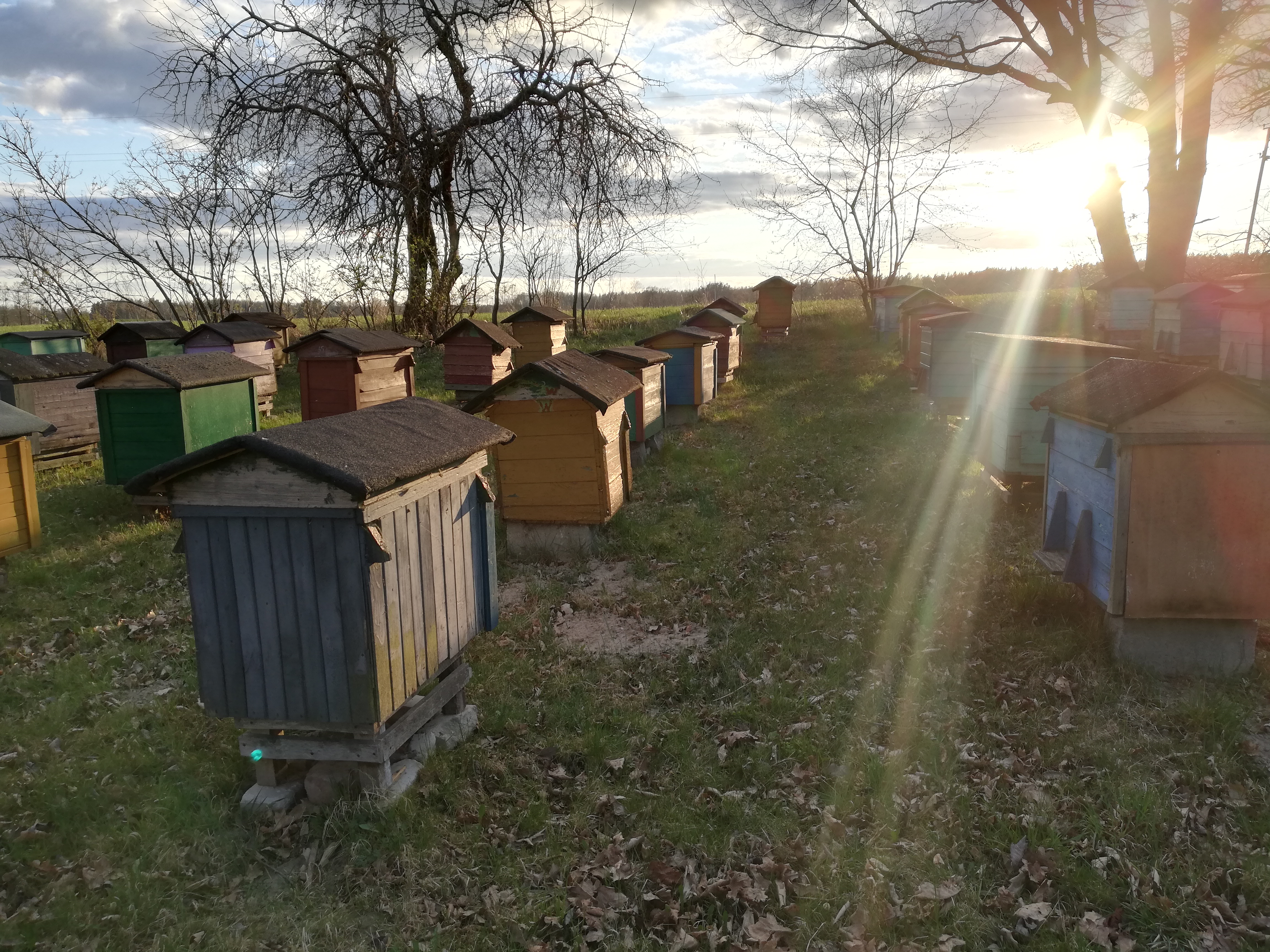 Sosnowy Dom - Zdjęcie 5